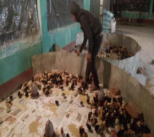 Image 5